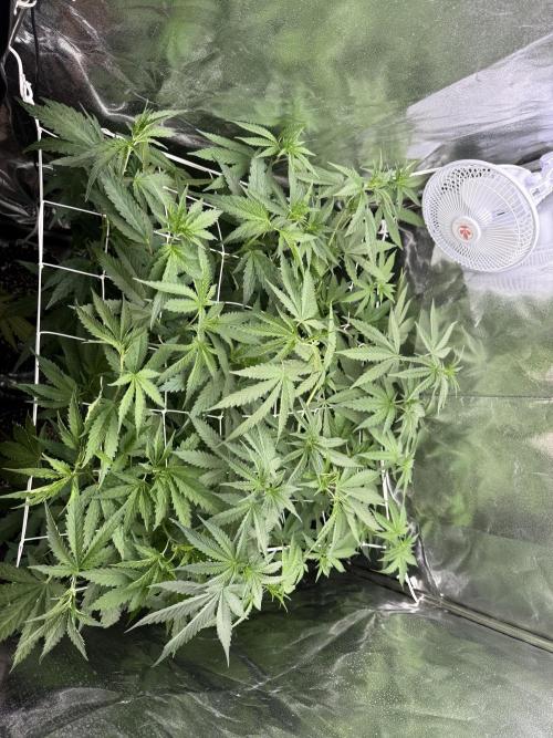 Gorilla Girl. Week 7