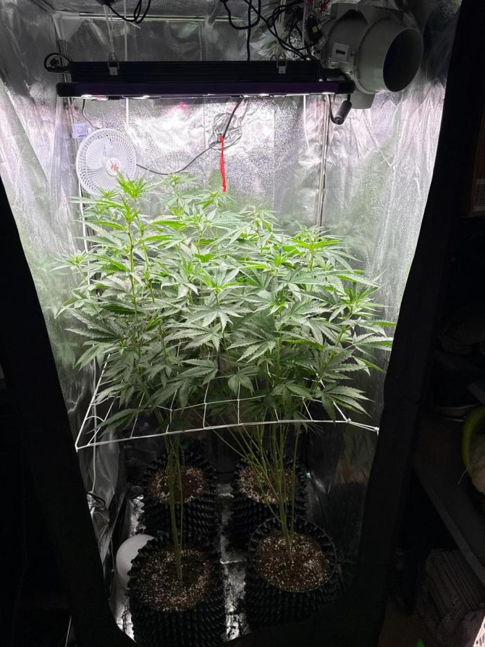 Sweet Seeds - Gorilla Girl (Photo, Fem). Week 9