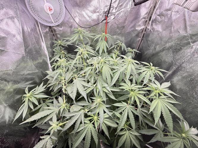 Sweet Seeds - Gorilla Girl (Photo, Fem). Week 12