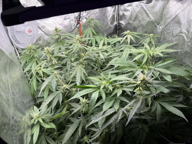 Sweet Seeds - Gorilla Girl (Photo, Fem). Week 12