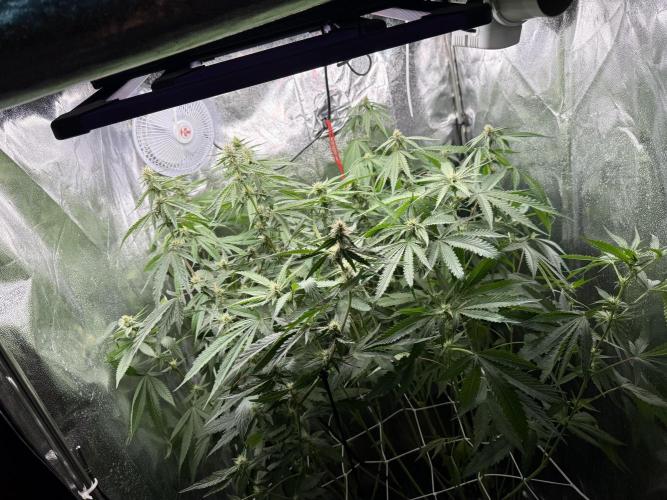 Sweet Seeds - Gorilla Girl (Photo, Fem). Week 12