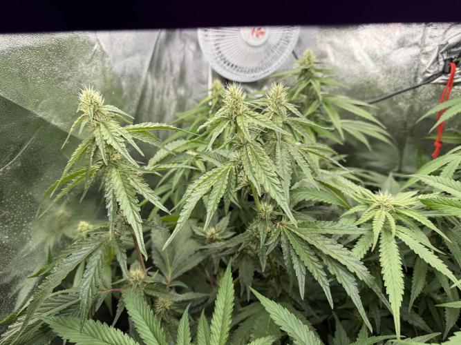 Sweet Seeds - Gorilla Girl (Photo, Fem). Week 12