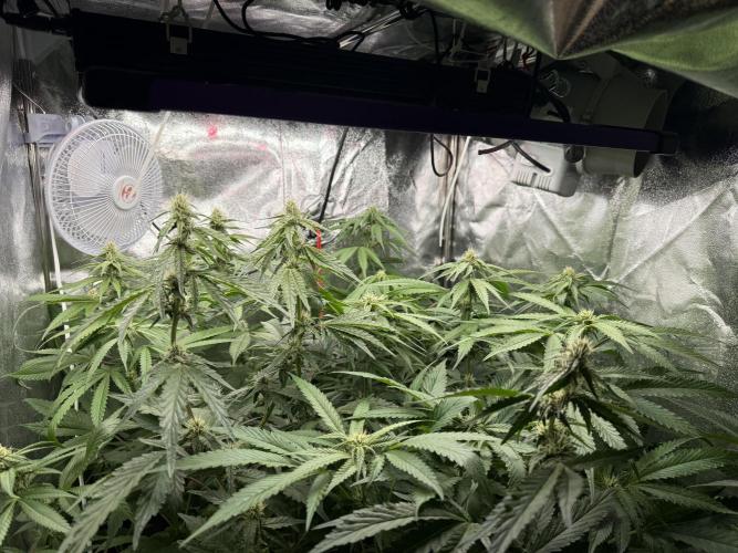 Gorilla Girl. Week 12