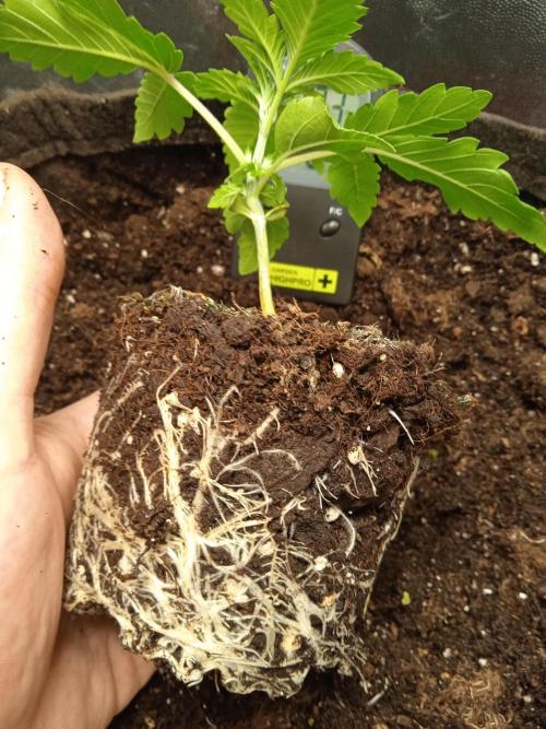 Tarte Tatin - HST. Week 2 - such strong roots
