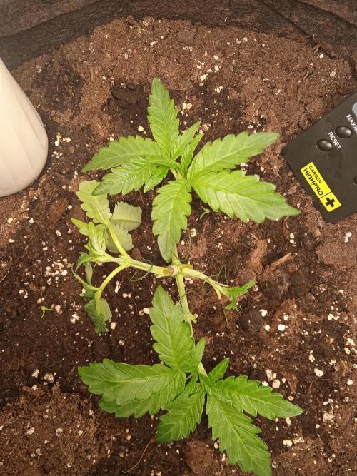 Tarte Tatin - HST. Week 3 - broke one stem with my LST