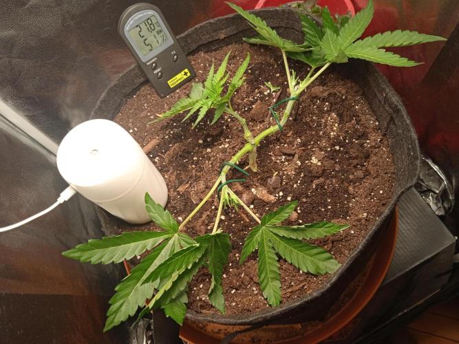 Tarte Tatin - HST. Week 4 - LST the shit out of it
