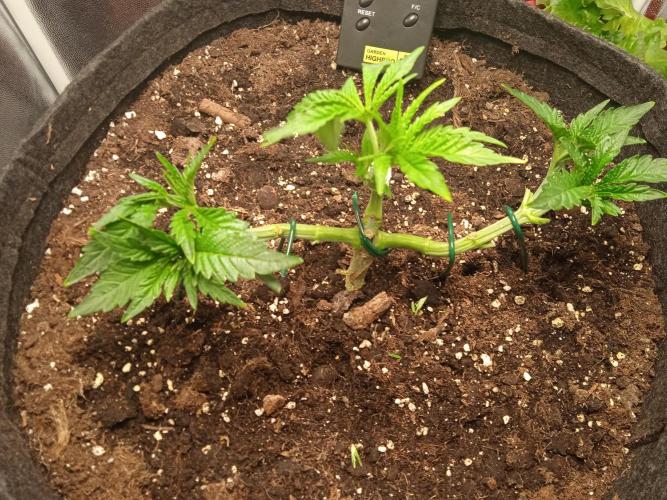 Tarte Tatin - HST. Week 5 - defo, LST