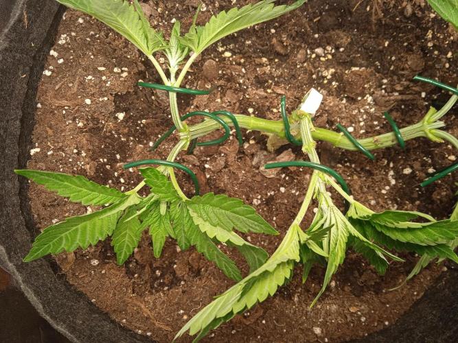 Tarte Tatin - HST. Week 5 - LST - is it still "Light"?