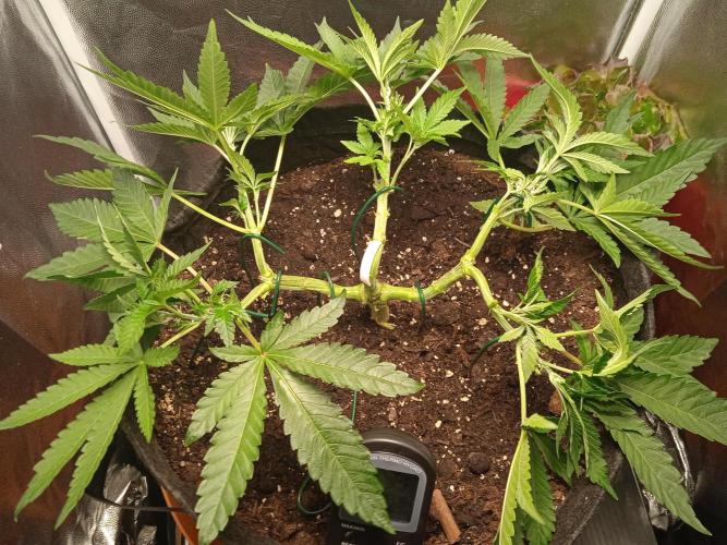 Tarte Tatin - HST. Week 6 - more LST