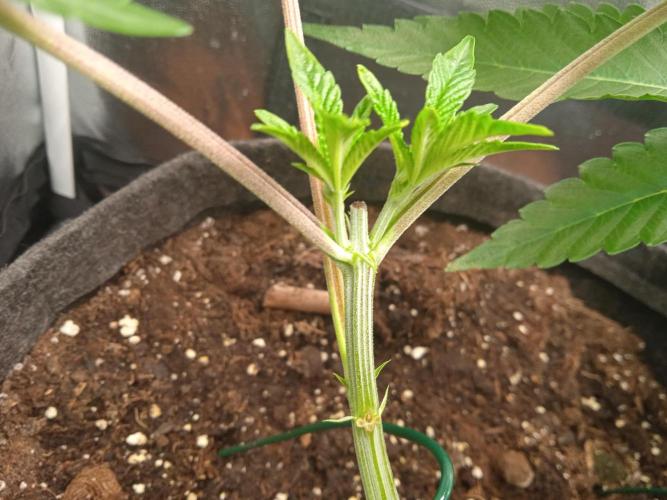 Tarte Tatin - HST. Week 7 - another topping doubling the main stems