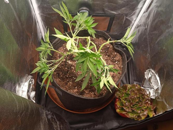 Tarte Tatin - HST. Week 7 - throug torture to a nice canopy. 

And yes, I do grow a salad next to it. 