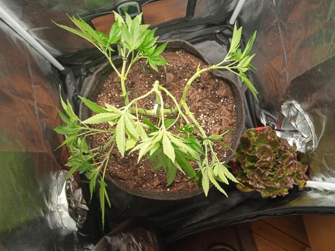Tarte Tatin - HST. Week 7 - more LST 