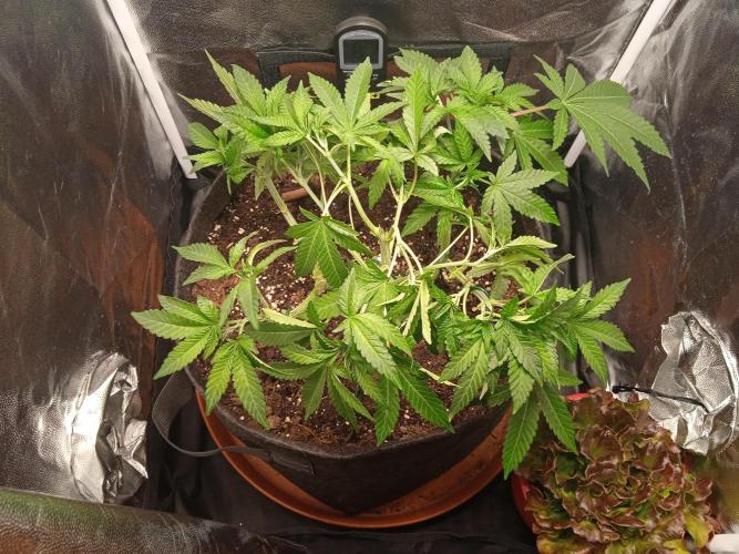 Tarte Tatin - HST. Week 8 - LST