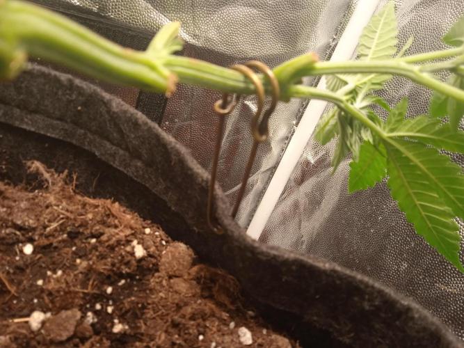 Tarte Tatin - HST. Week 8 - topping doubling the stems