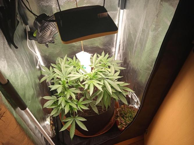 Tarte Tatin - HST. Week 9 - that damn co2 bag.. it was too close, it was too open