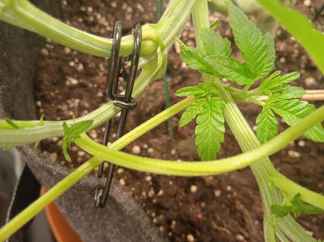 Tarte Tatin - HST. Week 9 - bending, doubling the stem