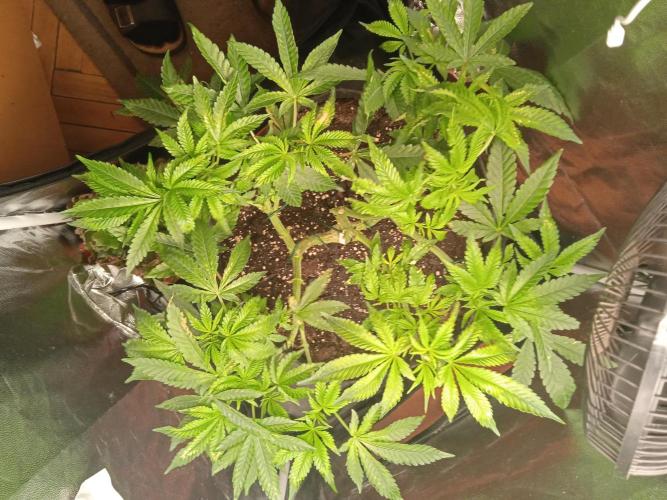 Tarte Tatin - HST. Week 10 - the leaves are burnt from the co2