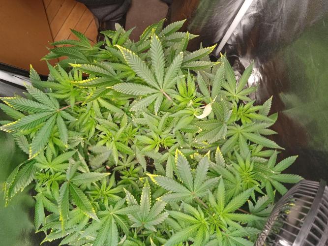 Tarte Tatin - HST. Week 11 - optimal canopy