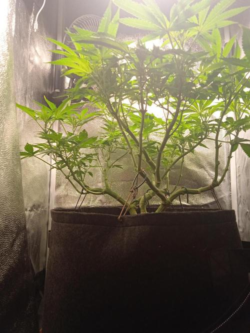 Tarte Tatin - HST. Week 11 - it is a bonsai!!!