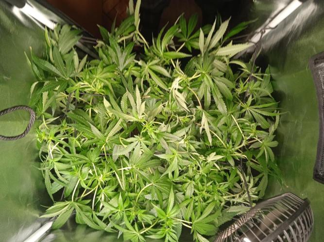Tarte Tatin - HST. Week 13 - little LST is always in place