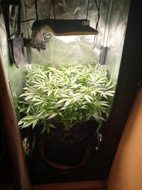 Tarte Tatin - HST. Week 13 - full tent