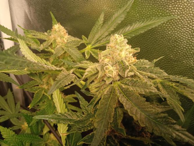 Tarte Tatin - HST. Week 18 - rock solid buds