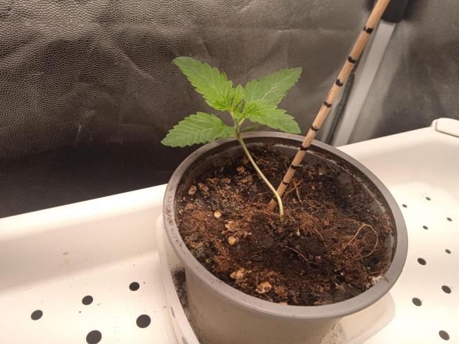 White Widow. Week 1