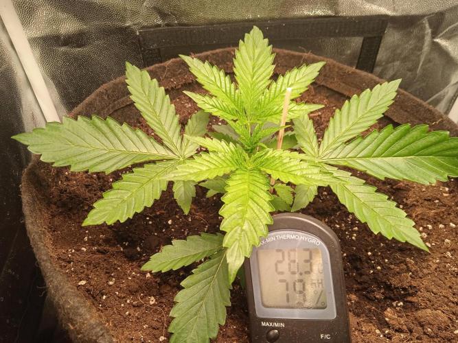 White Widow. Week 3