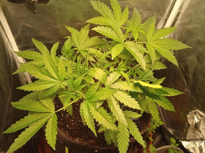 White Widow. Week 3