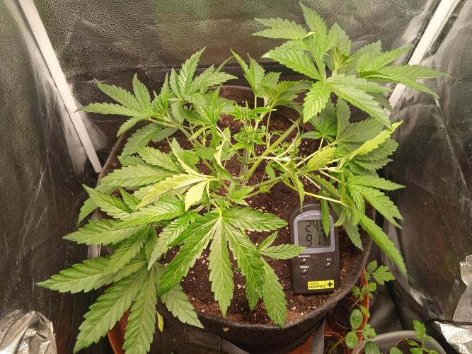 White Widow. Week 4