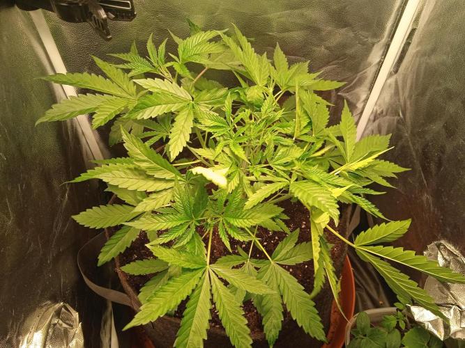 White Widow. Week 5