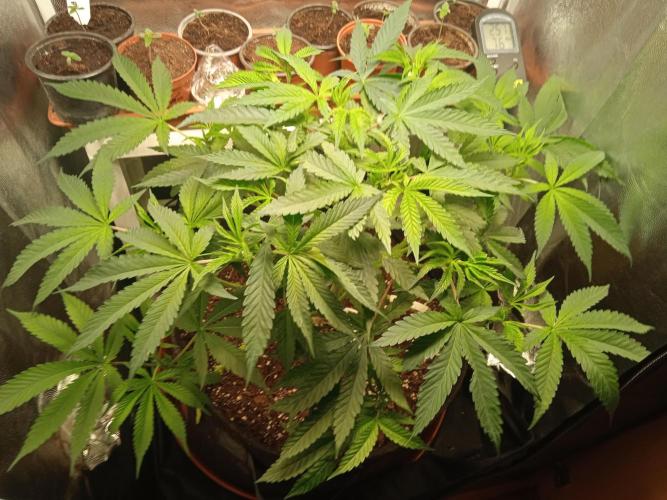 White Widow. Week 5