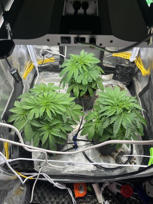 Chemical Bride Coco 150w. Week 5