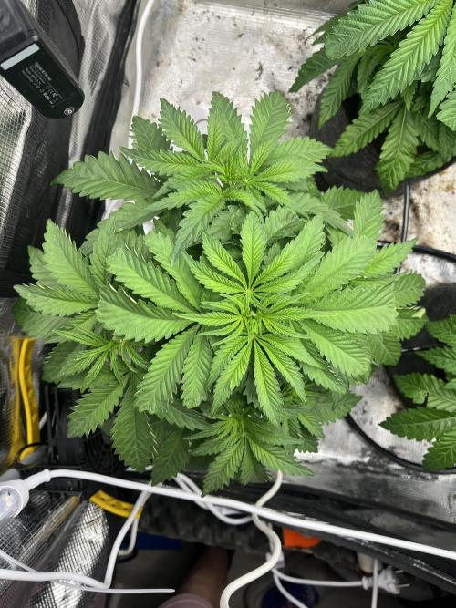 Chemical Bride Coco 150w. Week 5