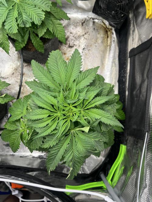 Chemical Bride Coco 150w. Week 5