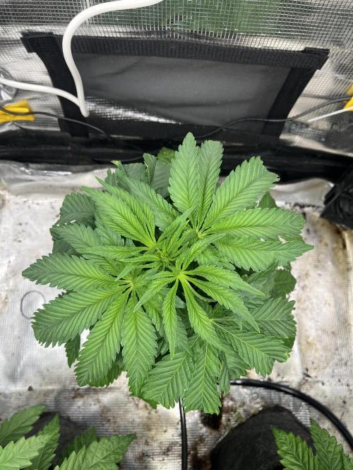 Chemical Bride Coco 150w. Week 5