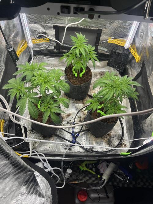 Chemical Bride Coco 150w. Week 6