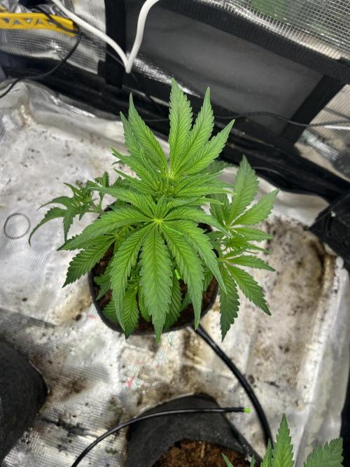 Chemical Bride Coco 150w. Week 6