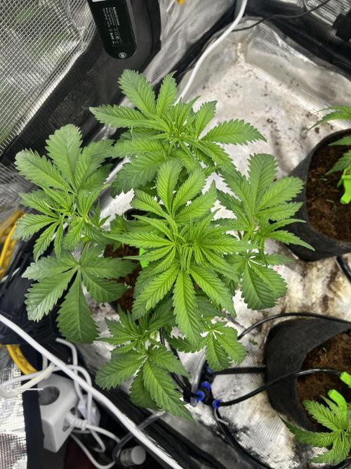 Chemical Bride Coco 150w. Week 6