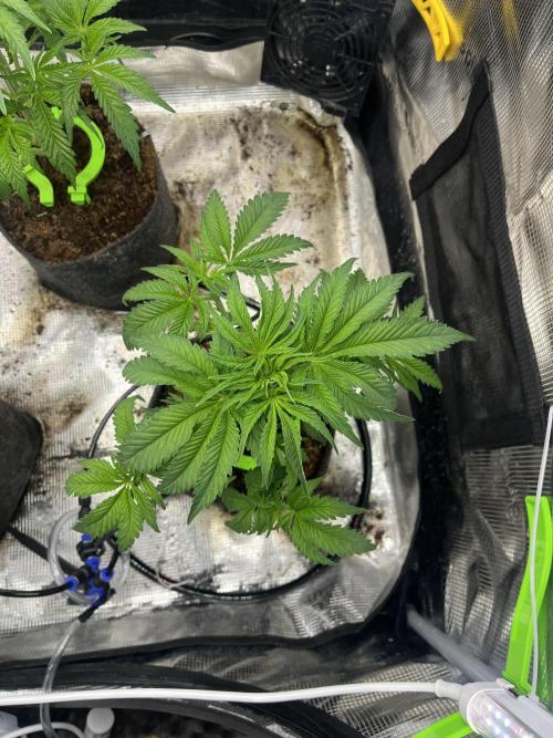 Chemical Bride Coco 150w. Week 6