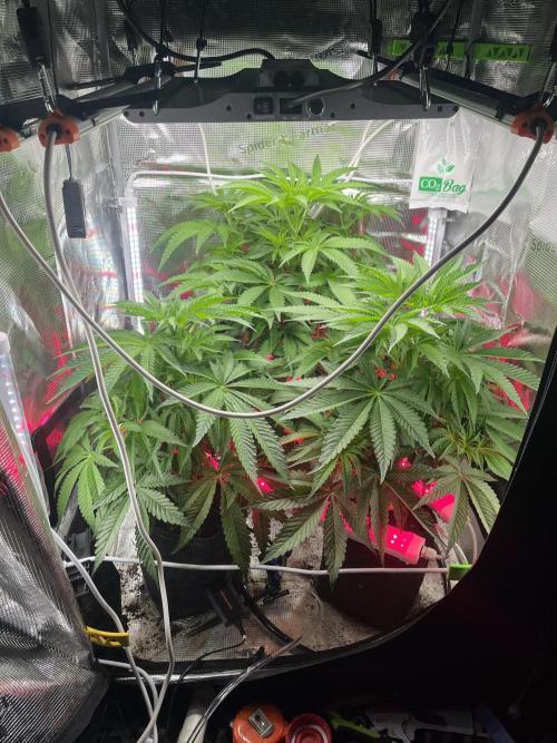 Chemical Bride Coco 150w. Week 7
