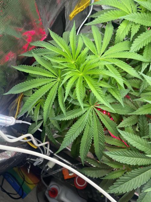 Chemical Bride Coco 150w. Week 7