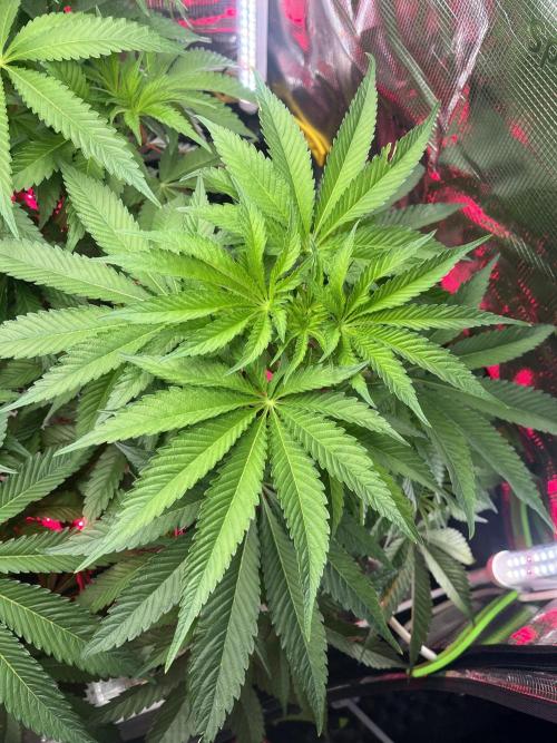 Chemical Bride Coco 150w. Week 7
