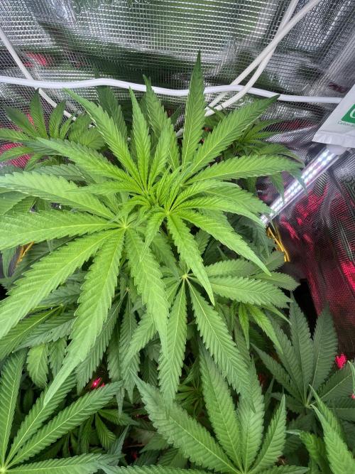 Chemical Bride Coco 150w. Week 7