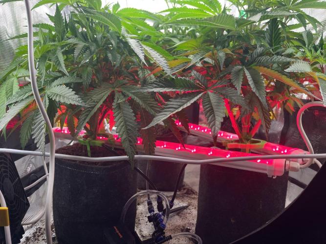 Chemical Bride Coco 150w. Week 7