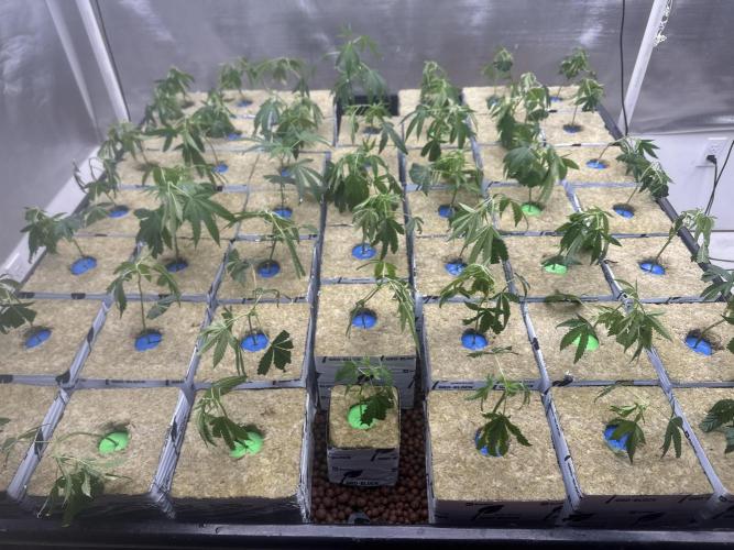 Purple Thai. Week 1 - Day one of transplanting clones to table
