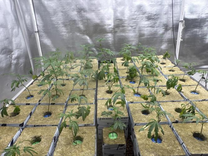 Purple Thai. Week 1 - Another picture of clones of day