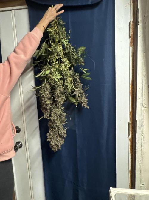 Purple Thai. Week 16 - Harvest
