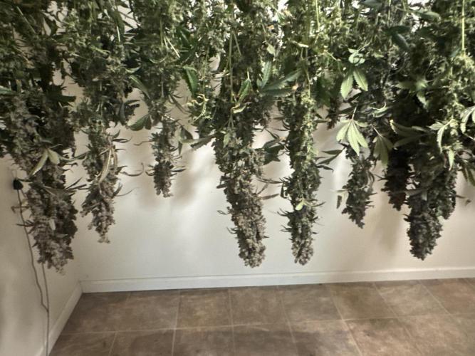 Purple Thai. Week 16 - Harvested 