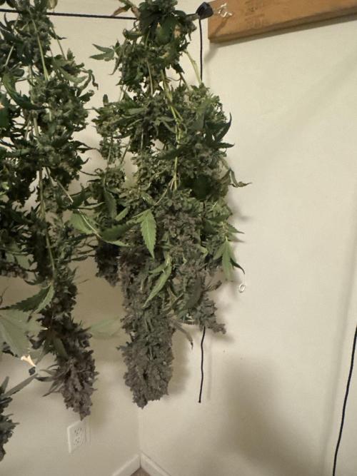 Purple Thai. Week 16 - Harvest